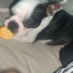 Female Boston Terrier For Sale in New York City, New York