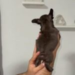 French Bulldog in Hialeah, Florida
