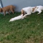 Bella Family Ready Poodle in Topeka, Kansas