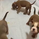 Micro Bully in Corpus Christi, Texas