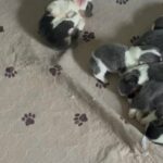 Akc Bluie Female L/triple Clear in Grove City, Ohio
