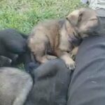 AKC German Shepherd in Kansas City, Kansas