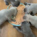 Pit bull Puppies For Sale in Lynchburg, Virginia