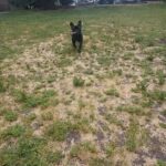Diego frenchie in Foothill Farms, California