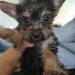 Traditional Male Yorkshire Terrier aka Yorkie in Englewood, Colorado