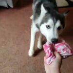 Miko Playtime in Perrysburg (Township), Ohio