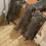 Registered Purebred Blue Nose Pits For Sale in Arizona City, Arizona