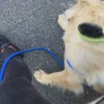Golden retriever for sale in Arizona City, Arizona