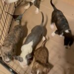 BWK Puppies for sale in Arizona City, Arizona