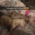 Kentucky Golden Doodles in Arizona City, Arizona