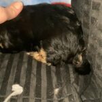 Registered male Yorkie puppies for sale in Arizona City, Arizona