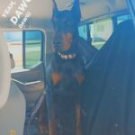 XXL Trained Family European Doberman in Washington, District of Columbia