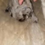French Bulldog Puppies in New York City, New York