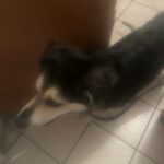 Border Cali Dog in Bloomington, Indiana