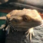 Bearded Dragon in San Bernardino, California