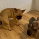 French Bulldog Puppies in Margate, Florida