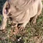 Pocket Bullie Mixed With Full bread Pitbull in Richmond, Virginia