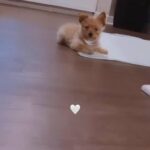 Yorki in Richmond, Virginia