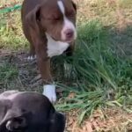 Bullies Breeded Full Bread Pitbull in Washington, District of Columbia