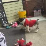 Akc French Bulldog Puppy in Westfield, Massachusetts