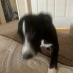 Puppy For Sale! in Tomball, Texas