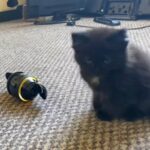 ragdoll Maine coons mix kitten in Vero Beach, Florida