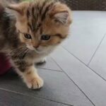 British Shorthair kittens in Nicholasville, Kentucky