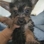 Male Traditional Yorkie in Englewood, Colorado