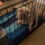 French Bulldog (Adult female) in Kissimmee, Florida