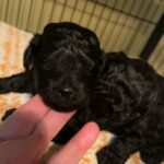 Yorkipoo in Sumter, South Carolina