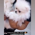teddy bear face Pomeranian in Anaheim, California