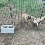 American bully puppies in Ocala, Florida
