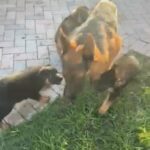 German Shepherds in Miami, Florida
