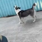 Siberian Husky Pups in Los Angeles, California