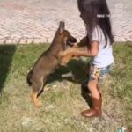 German Shepherd in Miami, Florida
