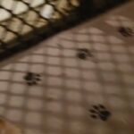 yorkies in Sand Springs, Oklahoma