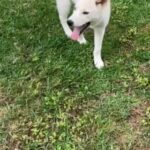 White Siberian Husky in Grand Prairie, Texas