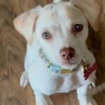 Chihuahua Puppy in Kissimmee, Florida