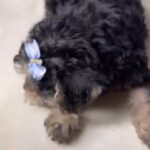 Toy Yorkie poo in Orlando, Florida