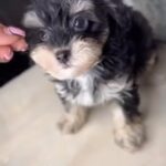 Toy Yorkie-Poo in Orlando, Florida