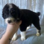 Aussiedoodle in Poplar Bluff, Missouri