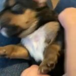 Tiny Yorkie Litter in Baton Rouge, Louisiana