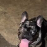 French Bulldog (adult male) in Kissimmee, Florida