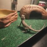 Bearded dragon in Fenton, Michigan