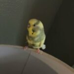 Parakeet in Grand Prairie, Texas