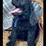 Akc Standard Poodle in Lehigh Acres, Florida - one year health guarantee