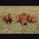 Mini Golden Doodles in New York City, New York