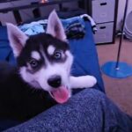 looking for a loving home, husky in Los Angeles, California