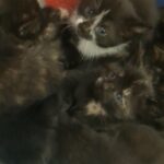 American shorthair/Bombay kittens in Astoria, Oregon