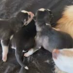 Baby Huskies in San Gabriel, California